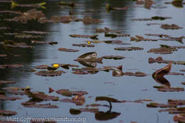 Image de Nuphar polysepala Engelm.