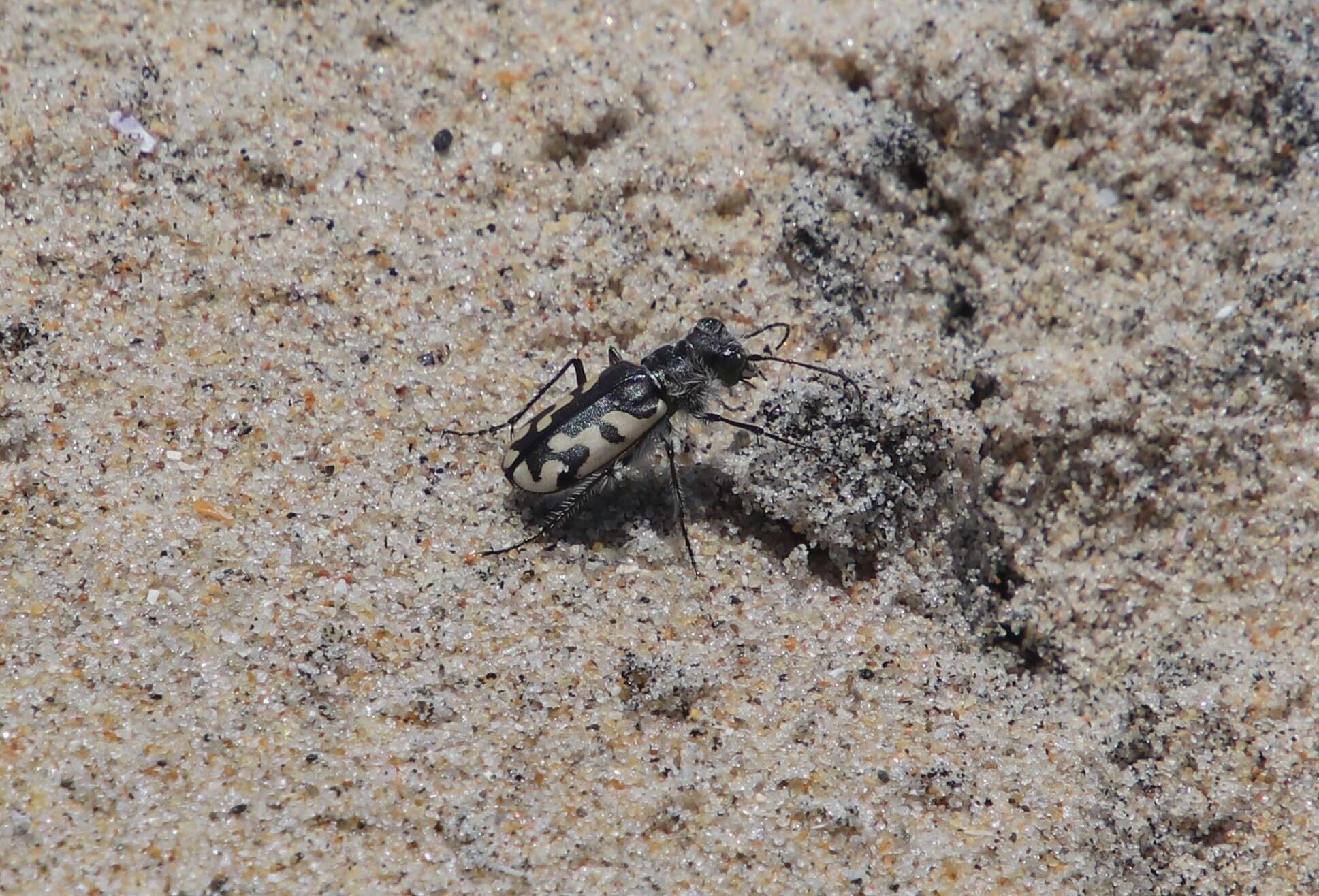 Image of Cicindela (Cicindela) latesignata Le Conte 1851