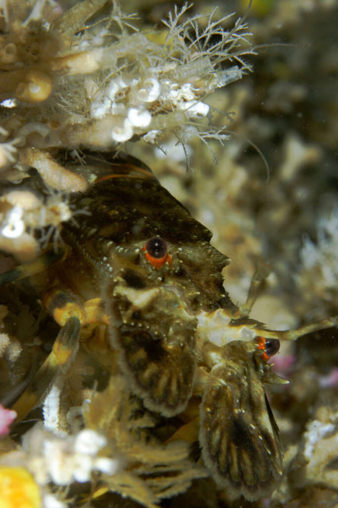 Image of Small European Locust Lobster