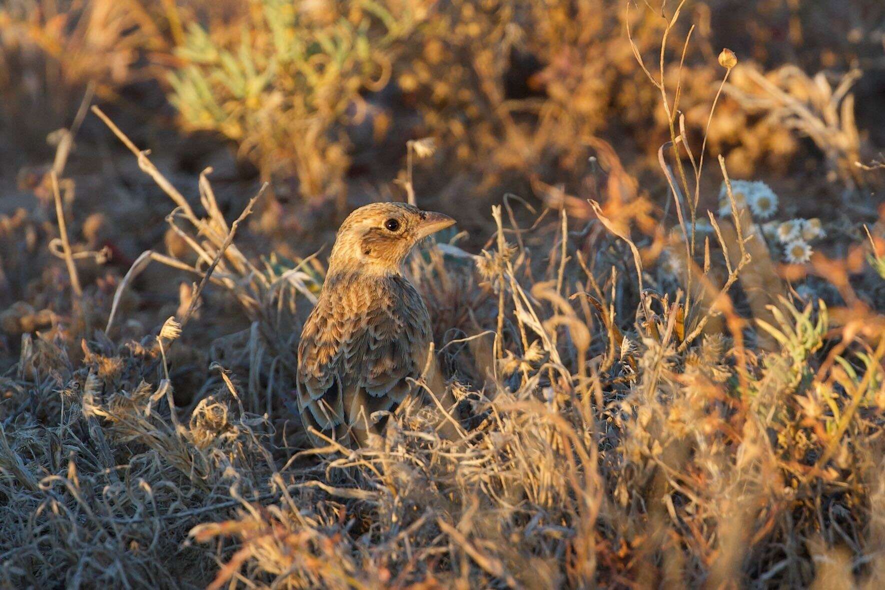 Image of Australasian Lark