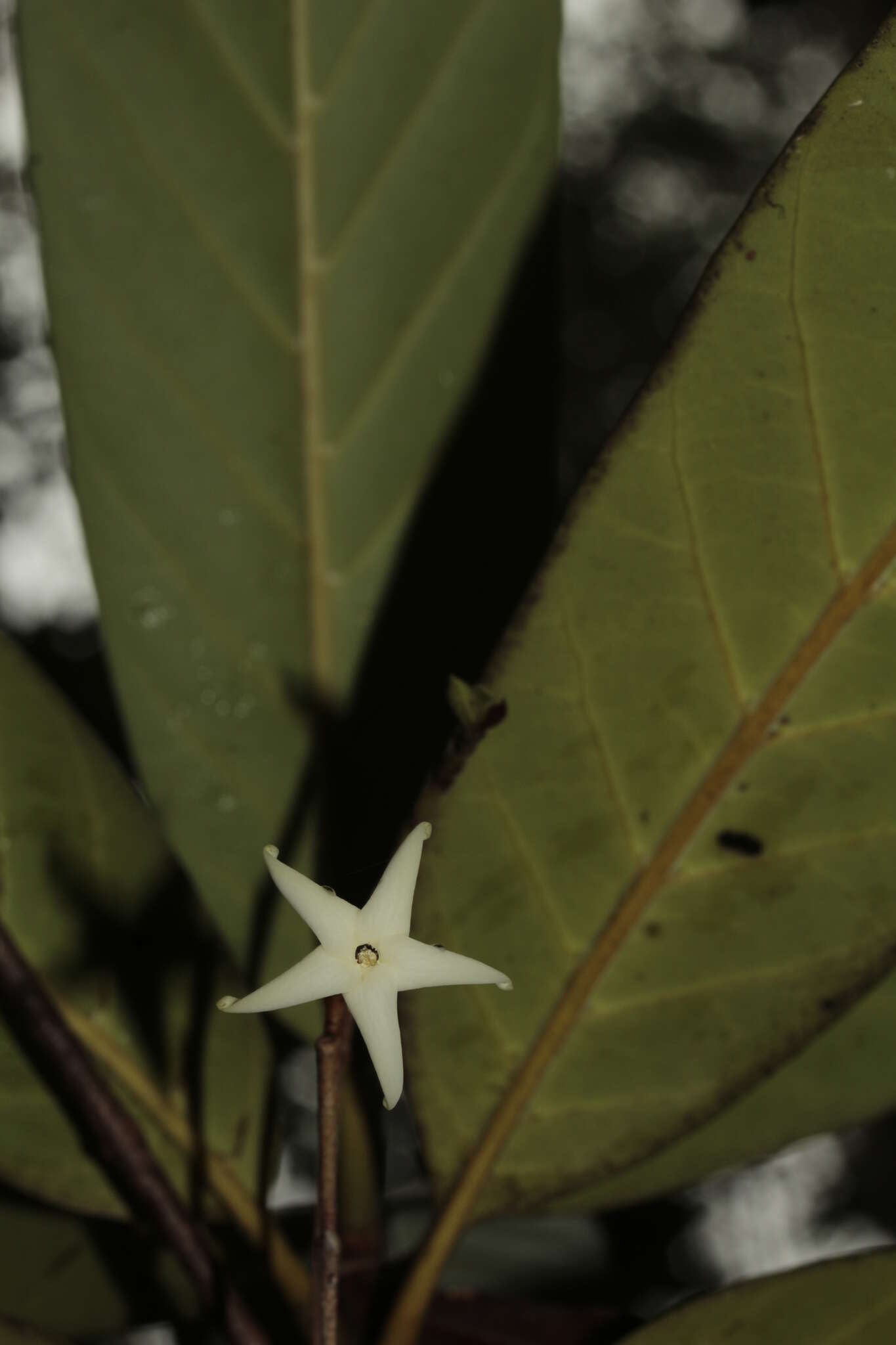 Image of Atractocarpus pterocarpon (Guillaumin) Puttock