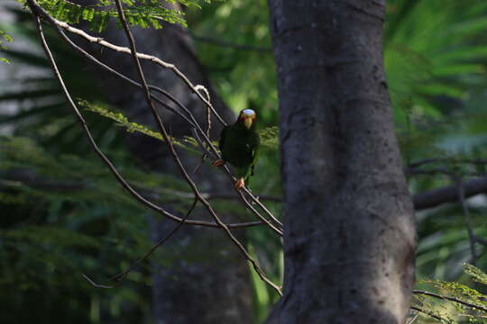 صورة Amazona xantholora (Gray & GR 1859)