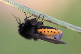 Image of Epatolmis luctifera