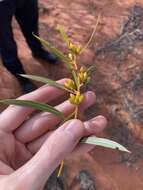 Image of Eucalyptus rigidula subsp. rigidula