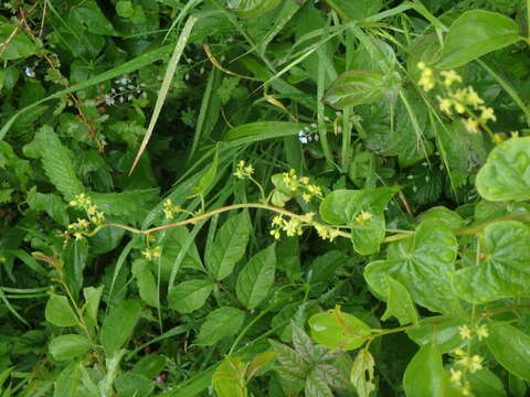 Image of Dioscorea communis (L.) Caddick & Wilkin