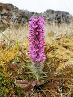 Image of woolly lousewort