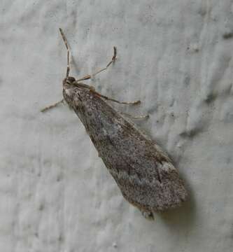 Image of Fall Cankerworm