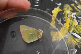 Image of Sierra Green Sulphur