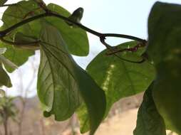 Image of Passiflora colinvauxii Wiggins