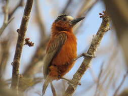 Image of Chestnut Piculet