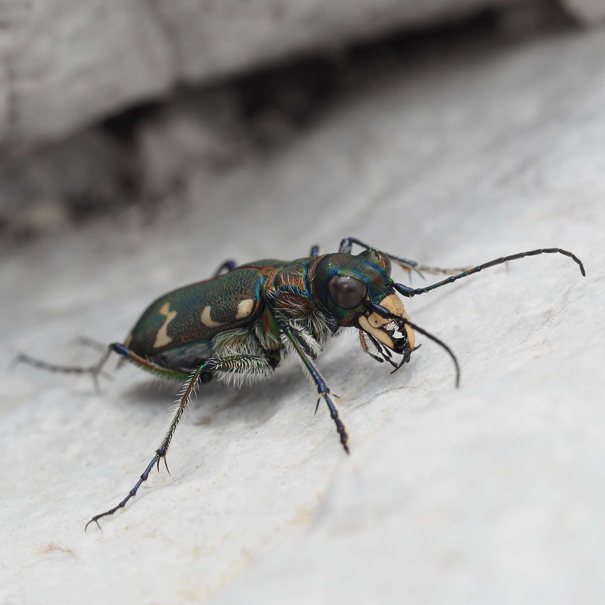 Image of Cicindela (Cicindela) monticola albanica Apfelbeck 1909