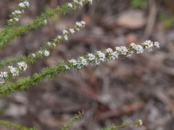 Image de Taxandria parviceps (Schauer) J. R. Wheeler & N. G. Marchant