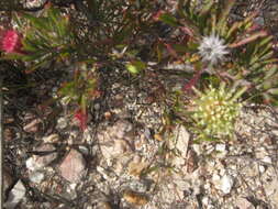 Image of Leucospermum saxatile (Salisb. ex Knight) Rourke