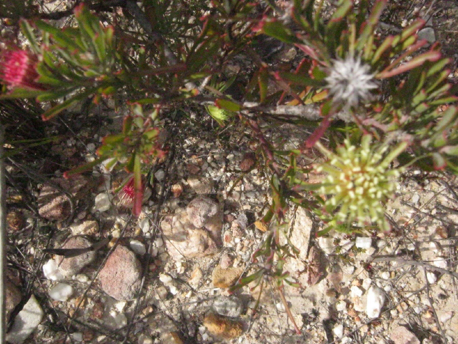 Image of Leucospermum saxatile (Salisb. ex Knight) Rourke