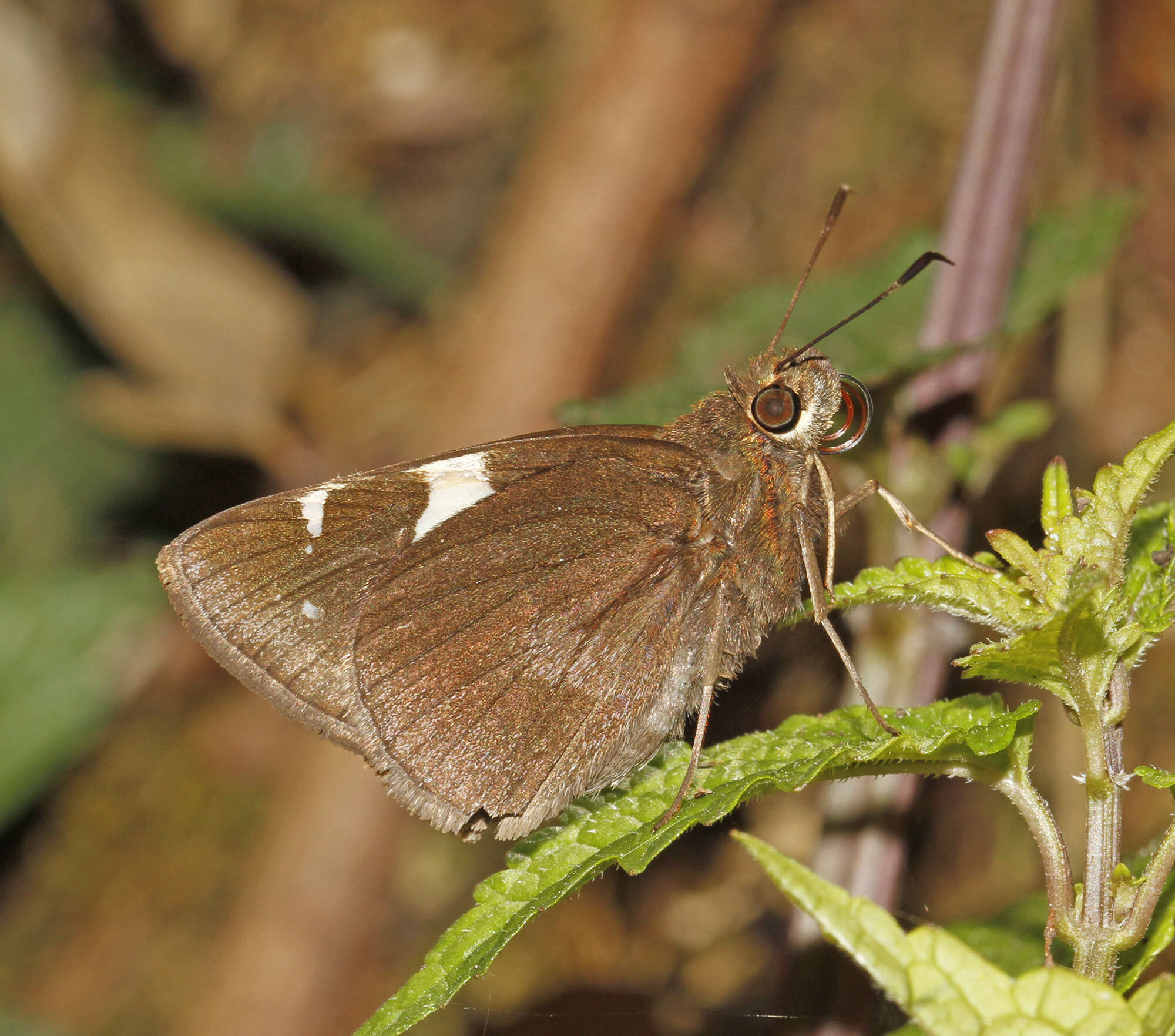 Notocrypta feisthamelii alysos Moore 1865 resmi