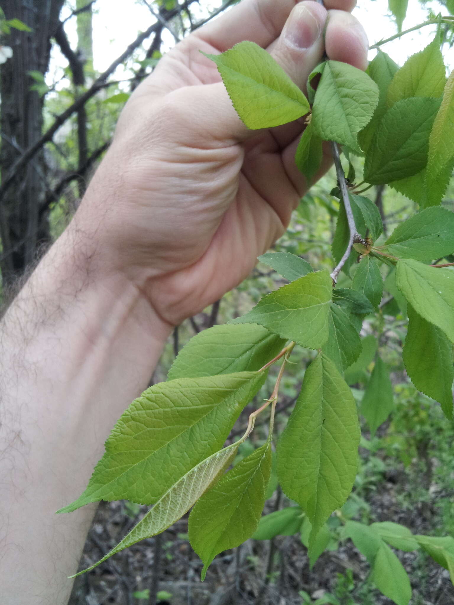 Image of Canadian plum