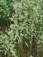 Image of narrow-leaved meadow-grass