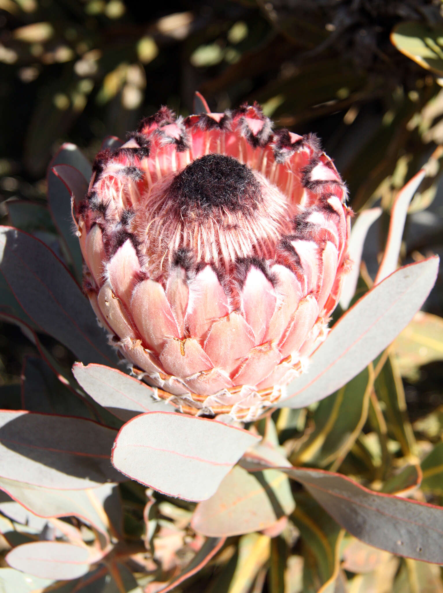 Слика од Protea magnifica Andr.