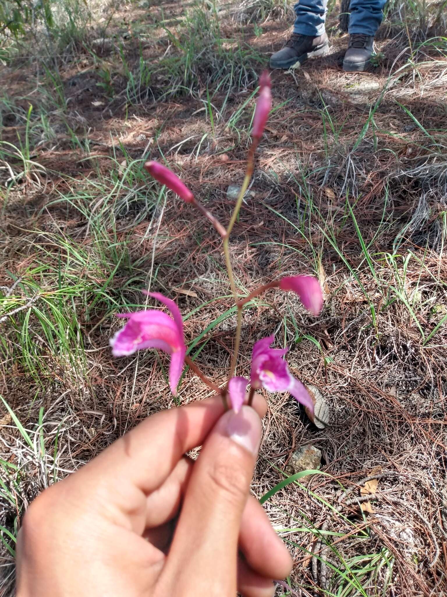 Bletia greenwoodiana Sosa resmi