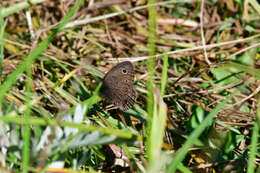 Image of Small Wood Nymph