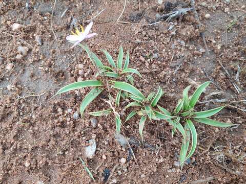 Image de Xerophyta humilis (Baker) T. Durand & Schinz