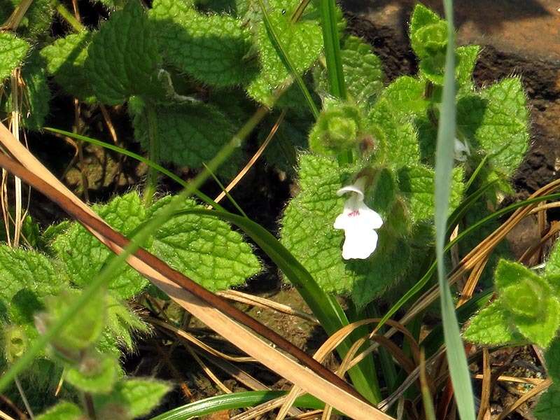 Imagem de Stachys natalensis var. galpinii (Briq.) Codd