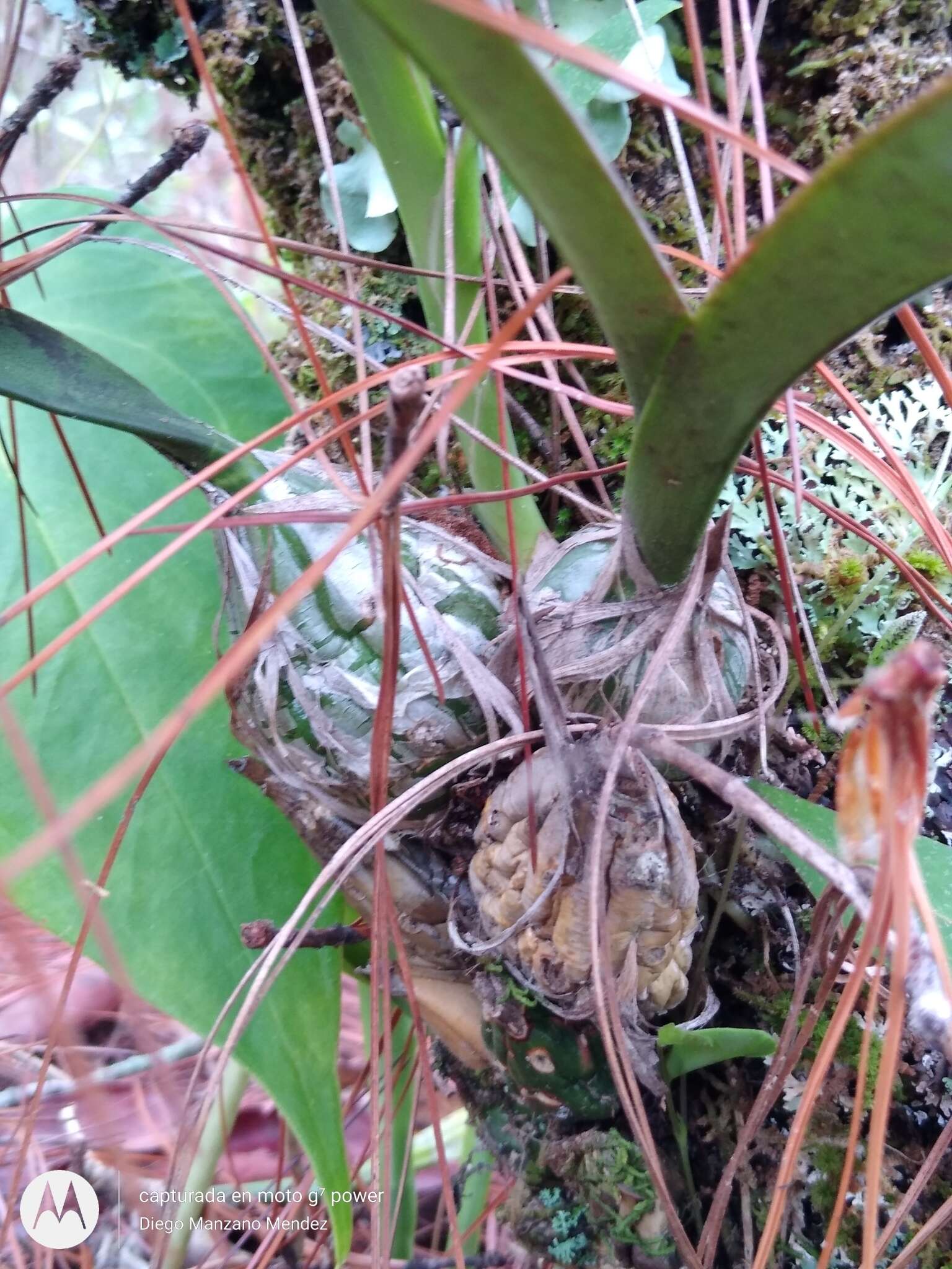 Слика од Encyclia diota (Lindl.) Schltr.