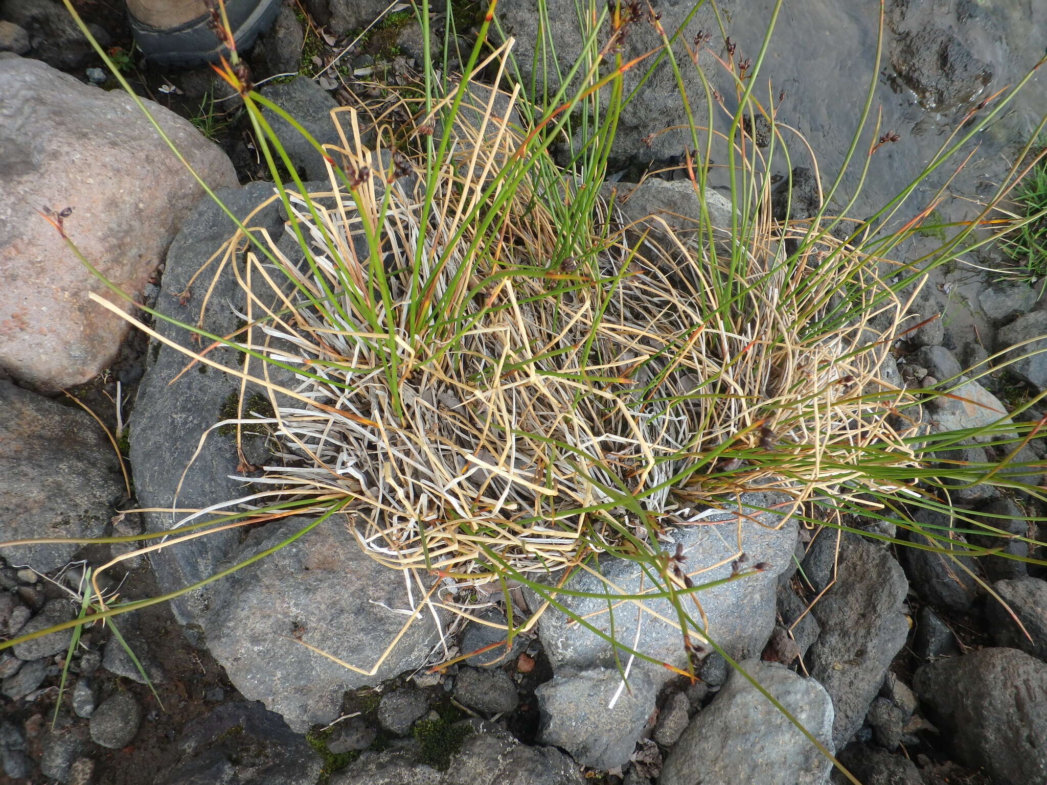 Image of Juncus beringensis Buch.