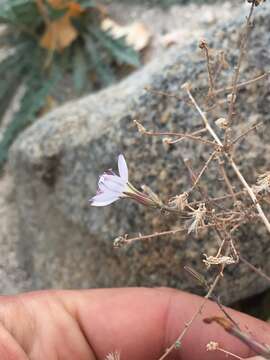 Sivun Stephanomeria exigua subsp. exigua kuva