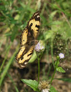 Image of <i>Junonia <i>hierta</i></i> hierta