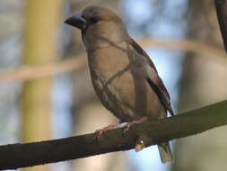 Coccothraustes coccothraustes coccothraustes (Linnaeus 1758)的圖片