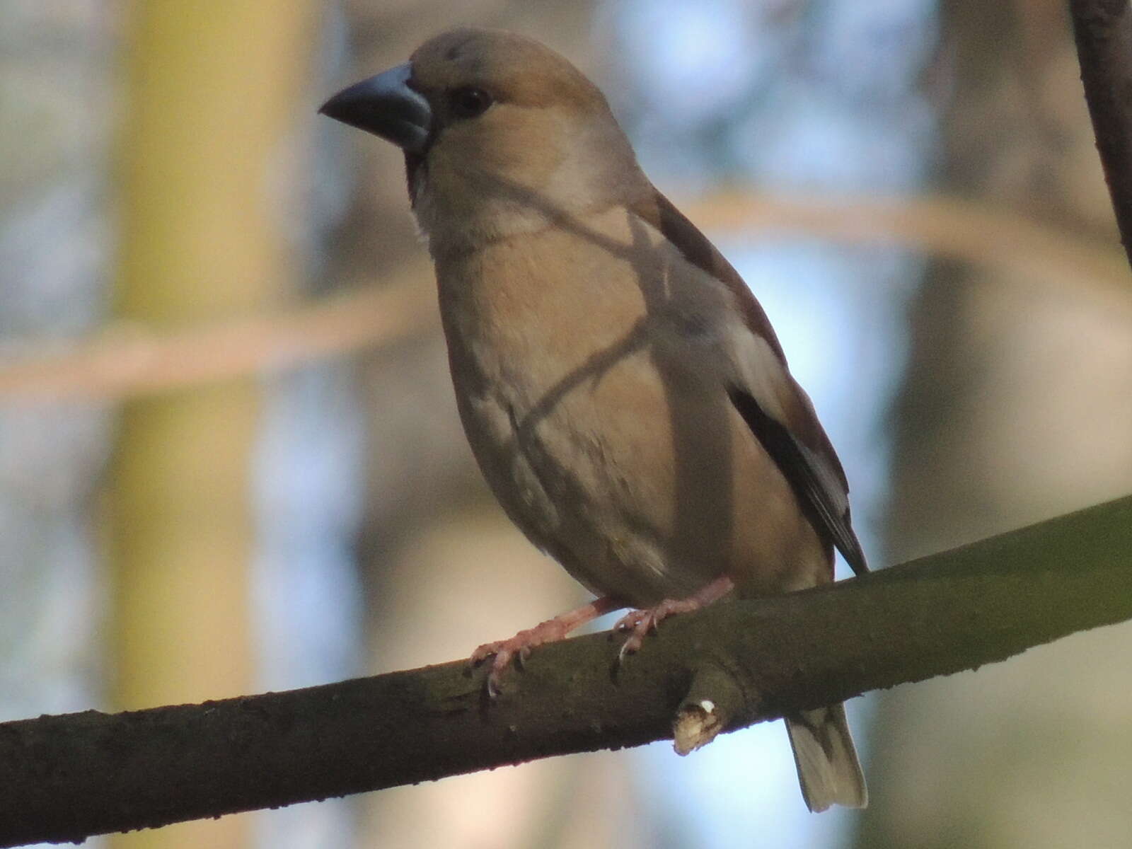 Image of Coccothraustes coccothraustes coccothraustes (Linnaeus 1758)