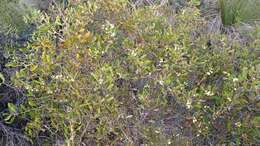 Image of Hakea anadenia Haegi