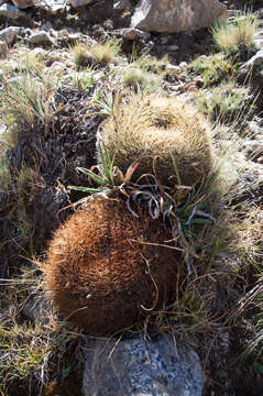 Image of Lobivia minutiflora