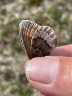 Erebia fasciata Butler 1868 resmi