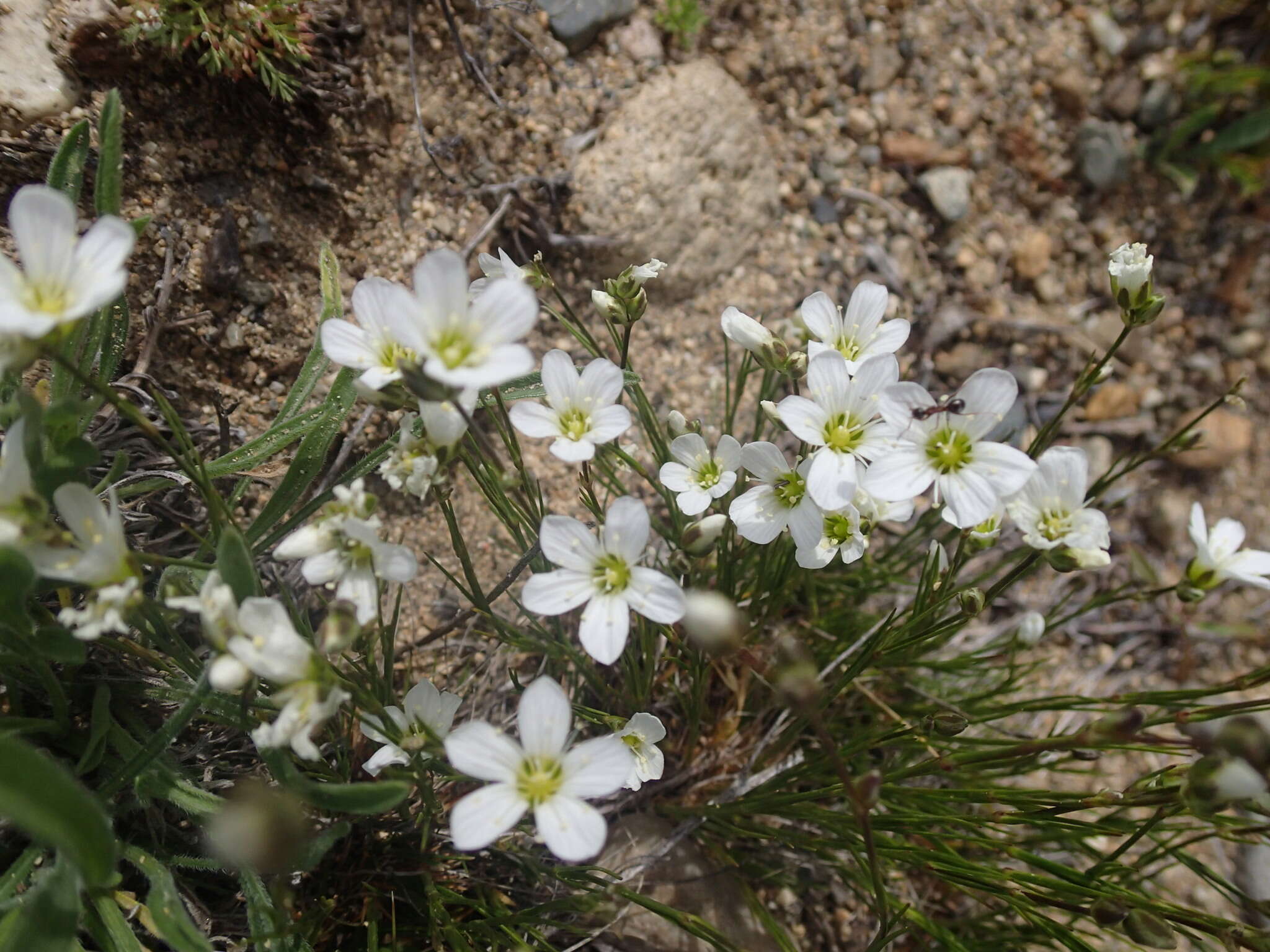 Image of Slender Mountain Matted Sandwort