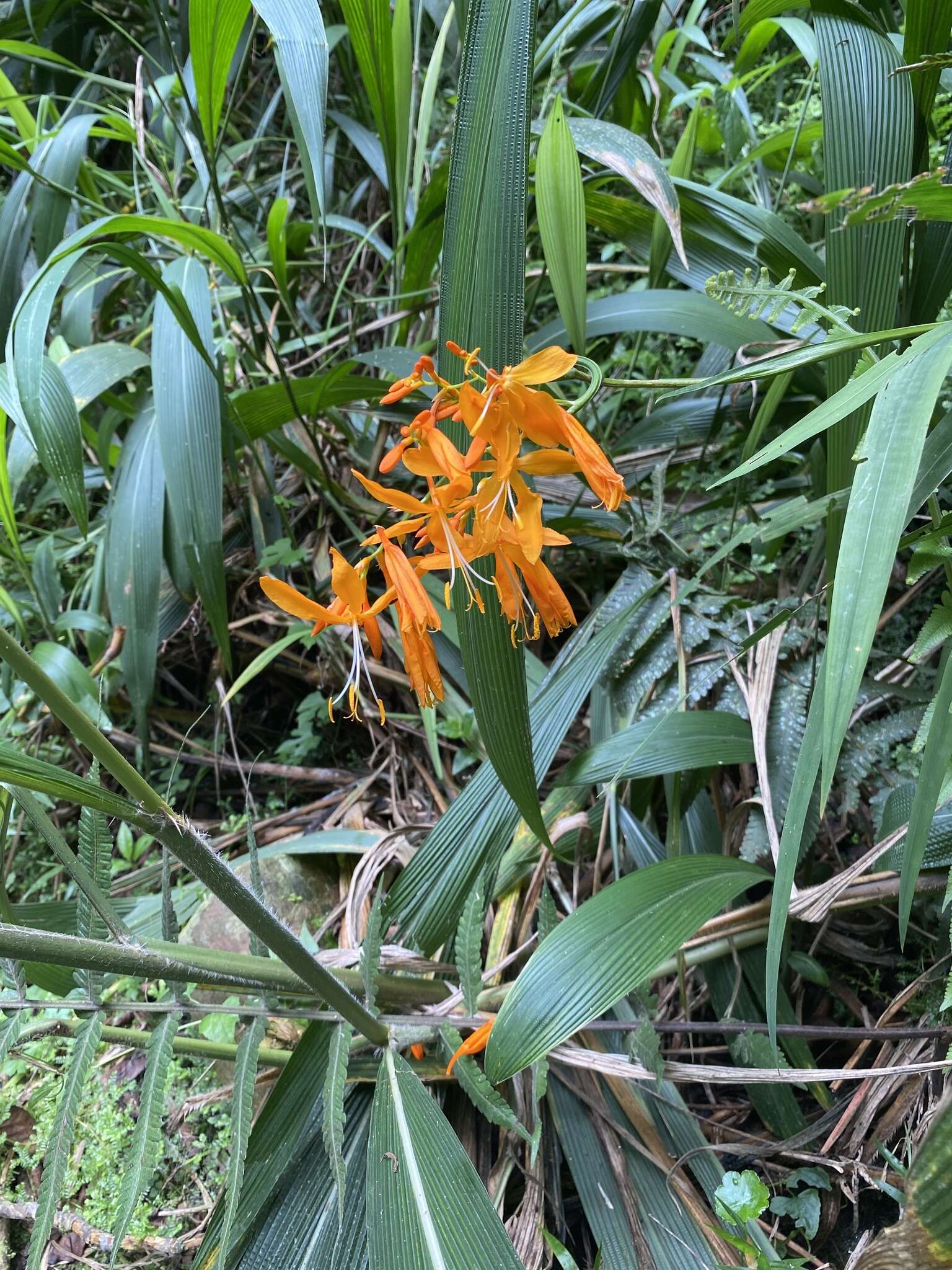 صورة Crocosmia aurea subsp. aurea