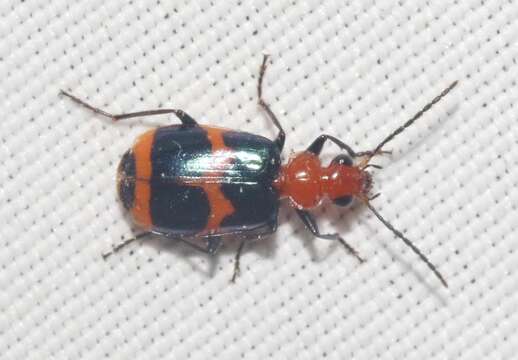 Image of Lebia (Lebia) bitaeniata Chevrolat 1834