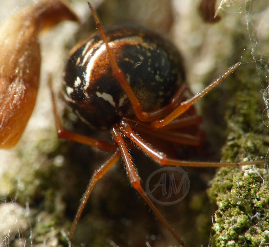 Image of Parasteatoda lunata (Clerck 1757)