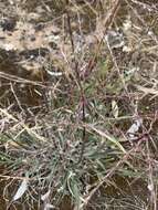 Image of umbrella grass