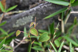 Image of Smilax menispermoidea A. DC.