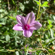 Imagem de Ipomoea hochstetteri House