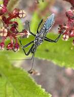 Plancia ëd Rhynocoris albopunctatus (Stål 1855)