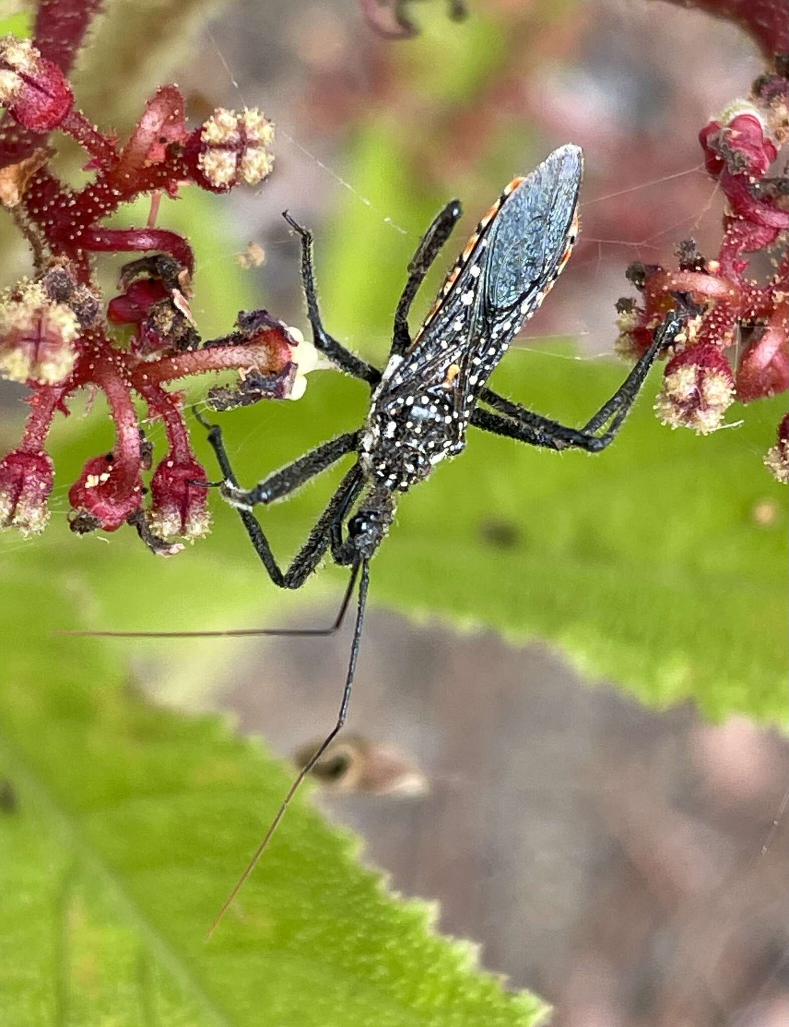 Plancia ëd Rhynocoris albopunctatus (Stål 1855)