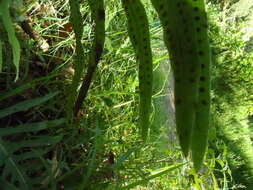 Image of false golden polypody