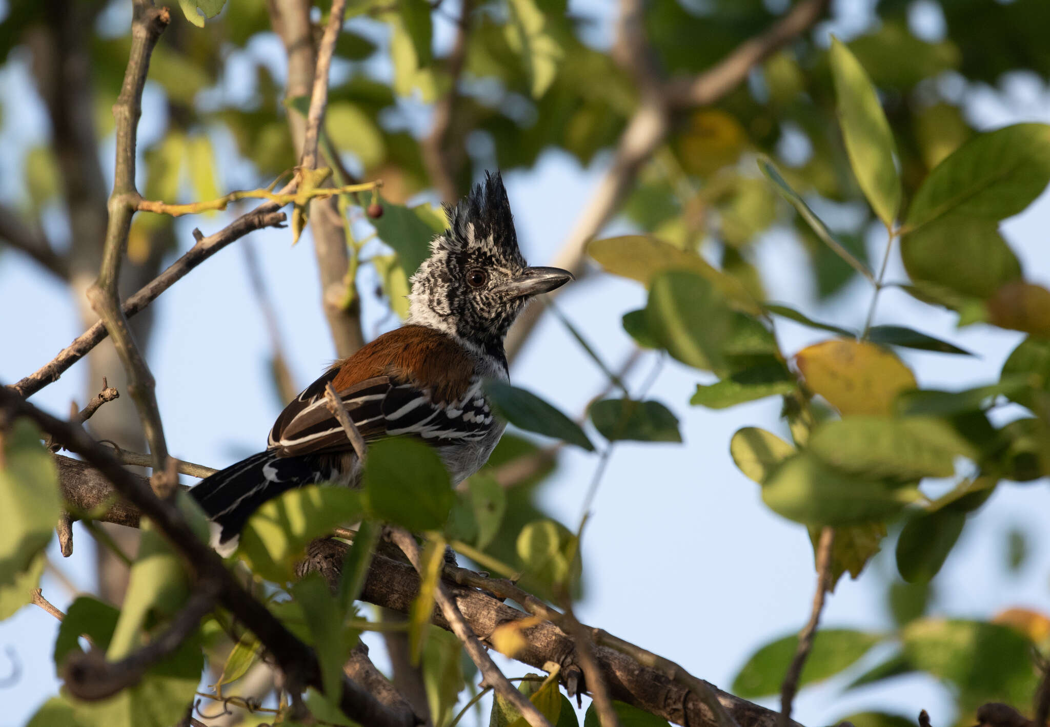 Image of Black-crested Antshrike