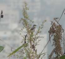 Image of Grey-breasted Prinia