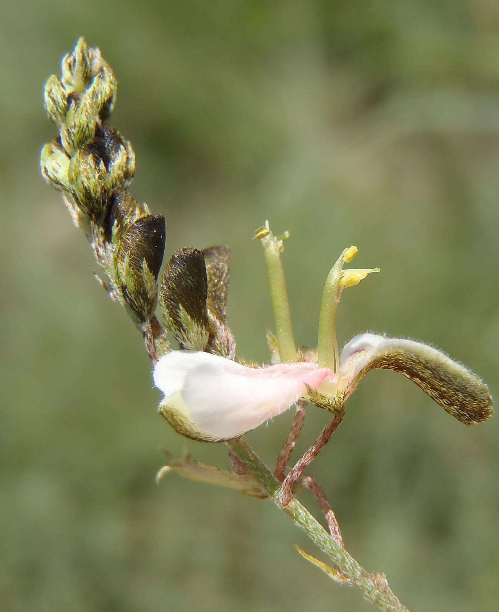 صورة Indigofera zeyheri Eckl. & Zeyh.