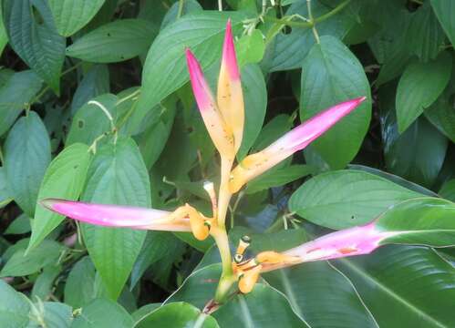 Image of Heliconia schumanniana Loes.