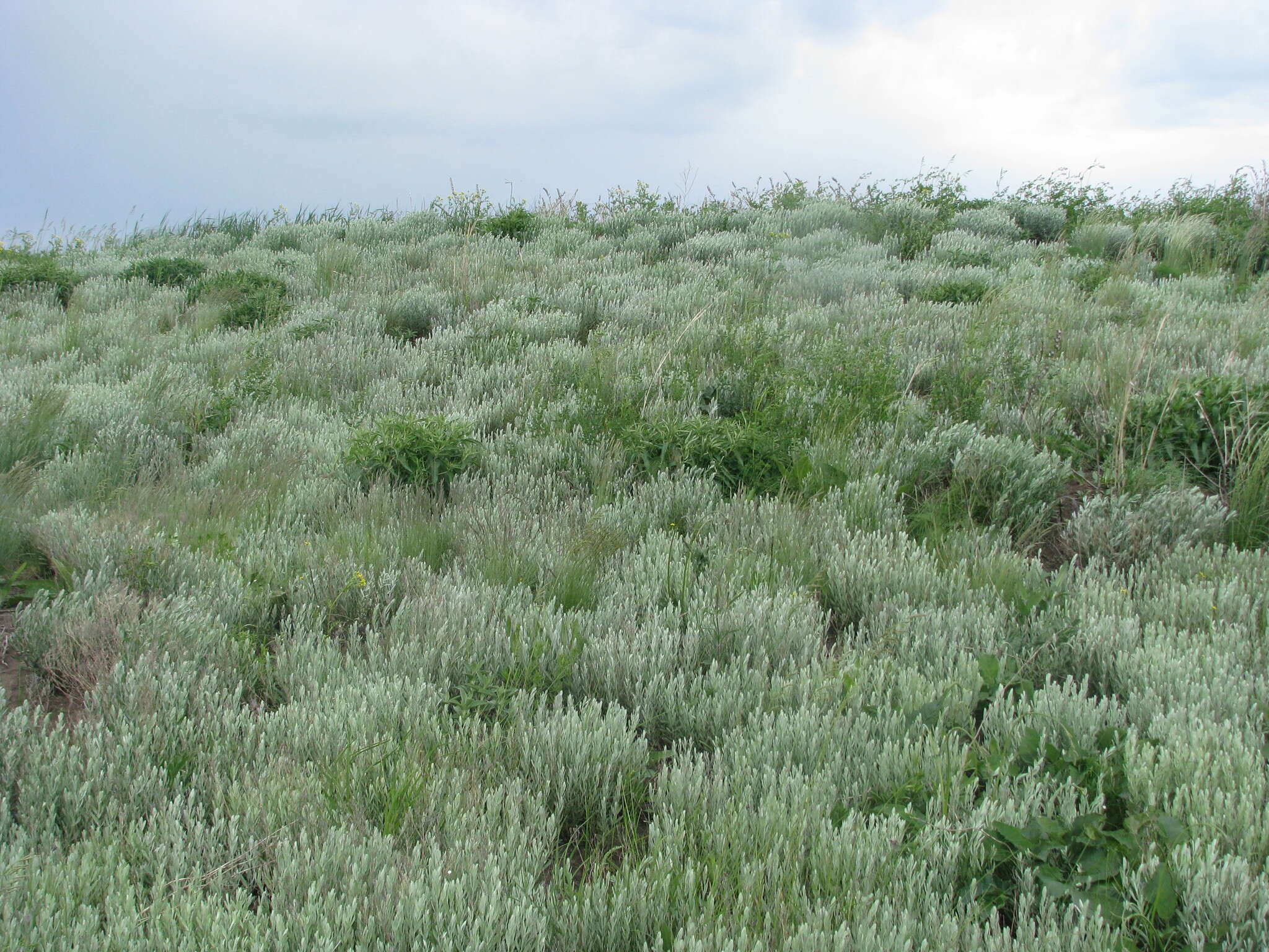 Plancia ëd Galatella villosa (L.) Rchb. fil.